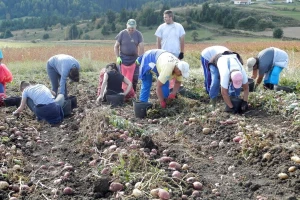 Krompir: Da smo imali više i to bi prodali