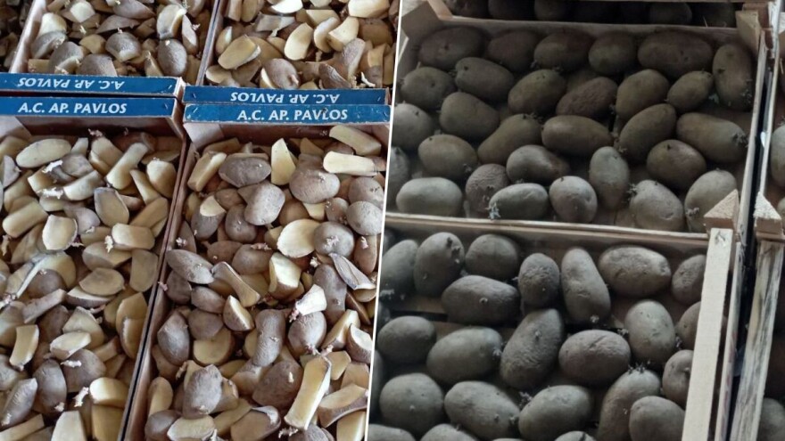 Nestašica sjemenskog krompira iz uvoza, ima ga kod domaćih proizvođača