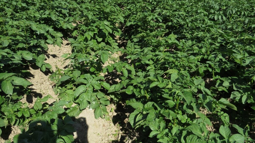 Zaštitite krompir od pjegavosti i najvećeg neprijatelja - zlatice