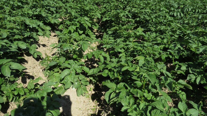 Zaštitite krompir od pegavosti i najvećeg neprijatelja - zlatice