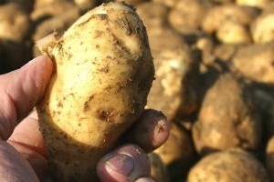 Krumpir moraju vaditi - budacima!