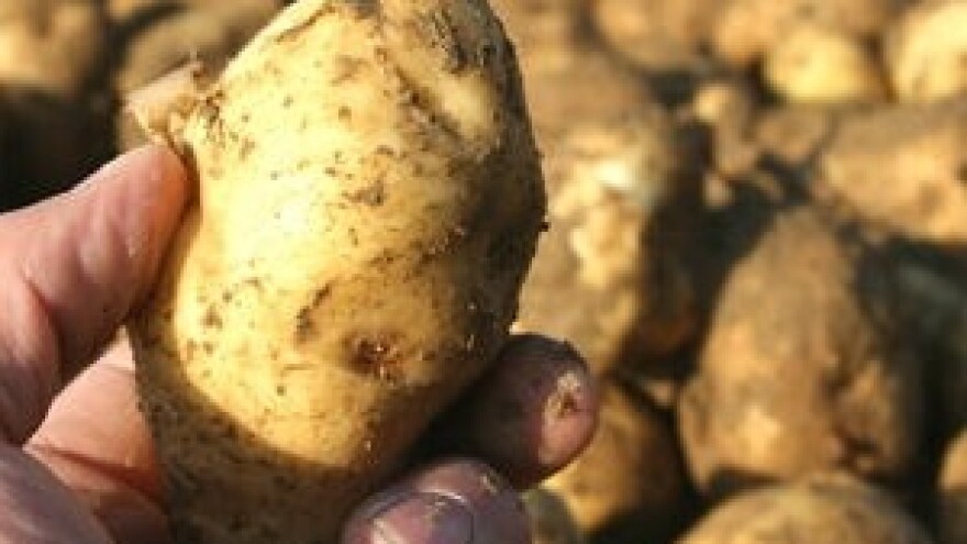 Krumpir moraju vaditi - budacima!