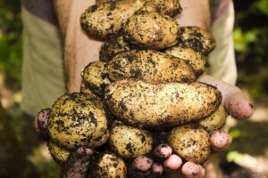 Domišljati farmer: Ljut na trgovačke centre postavio automat za prodaju krumpira 24/7