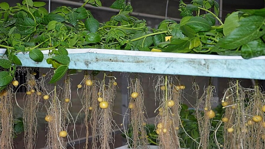 Sjemenski krumpir: Uz aeroponski uzgoj nema bolesti, a prinosi veći?