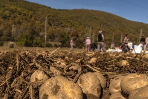 Dok proizvođači u susjedstvu zaoravaju krumpir, u Francuskoj i Njemačkoj raste proizvodnja