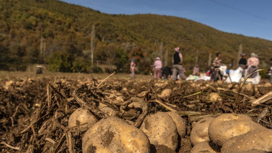 Dok proizvođači u susjedstvu zaoravaju krumpir, u Francuskoj i Njemačkoj raste proizvodnja