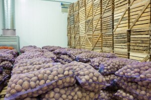Obezbjeđeno sjemenskog krompira za 580 porodica, za proljetnu sjetvu
