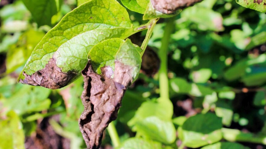 Bolesti krompira - najvažnije su plamenjača i koncentrična pjegavost