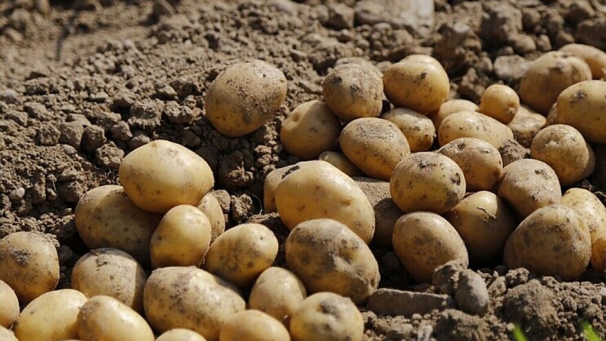 Zaštitite krompir od krompirovog moljca, ne samo u zemlji već i u skladištu