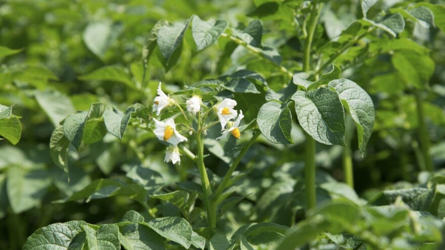 Uvozno seme izbacilo stare sorte krompira iz povrtnjaka u Srbiji