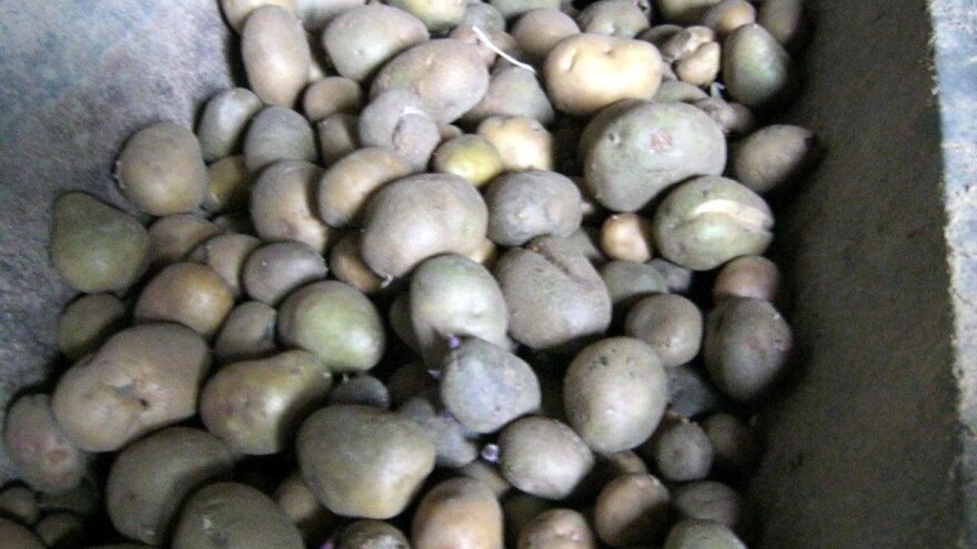 Povrće skupo zbog suše, teška situacija se nastavlja i dalje