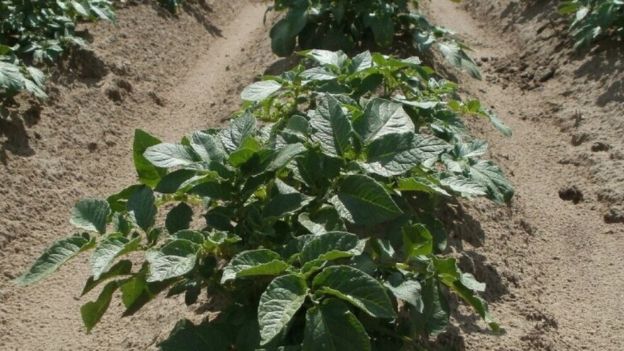 Vreme pogoduje razvoju bolesti krompira i lubenica - kako ih zaštititi?