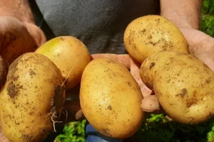 Vredniji od zlata, otporan, a može i u rakiju. Zašto je nekada važio za "opasnu" hranu?