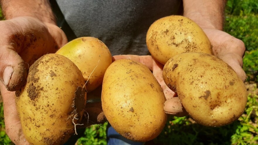 Vredniji od zlata, otporan, a može i u rakiju. Zašto je nekada važio za "opasnu" hranu?