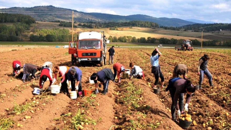 Borike proizvedu godišnje 2.000 tona sjemenskog krompira - sve bi moglo završiti u Evropi