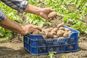 Zabranili uvoz: U krompiru nađene nematode, a grožđu povećan sadržaj pesticida