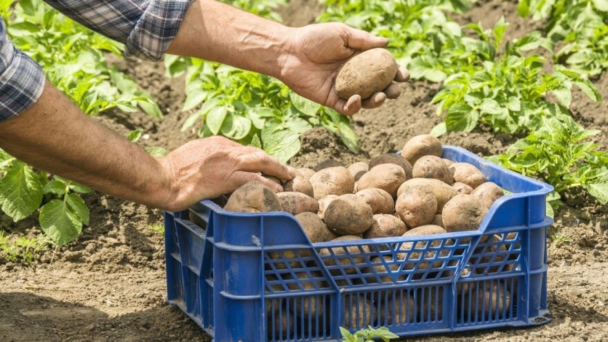 Zabranili uvoz: U krompiru nađene nematode, a grožđu povećan sadržaj pesticida