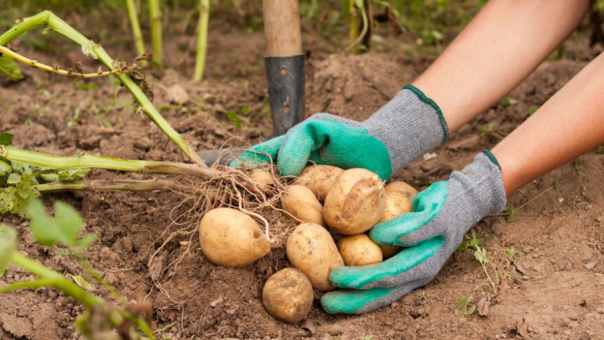 Vrijeme je da nevesinjski krompir postane brend