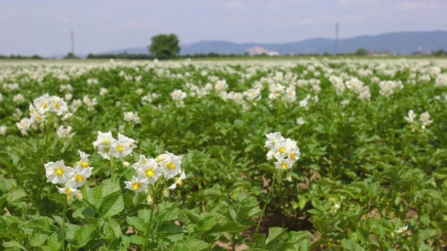 Česte padaline prave problem uzgajivačima krompira