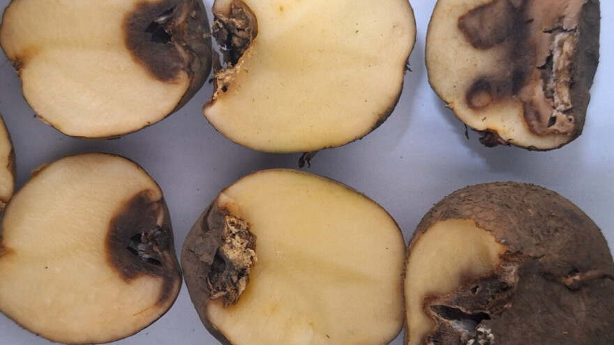 Uvozni sjemenski krompir nije prešao bh. granicu: Vraćeno više od 66 tona