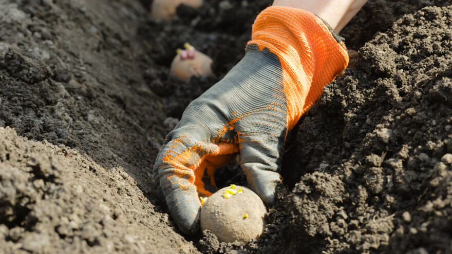 Sadit ćeš krompir? Pazi šta kupuješ i na vrijeme ga nabavi!