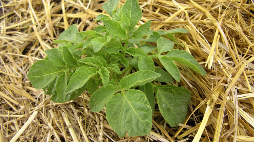 Uzgojite krompir na starinski način - pod slamom