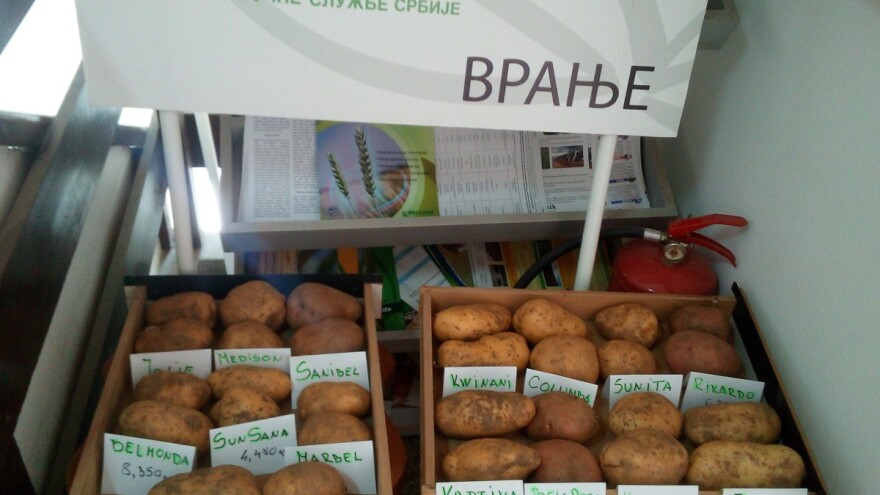 Neočekivano: Vojvođanski prinosi krompira kod Bujanovca