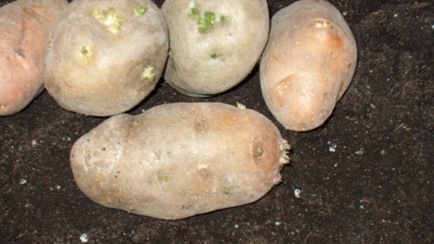 Naklijavanjem krompira do dobrog roda