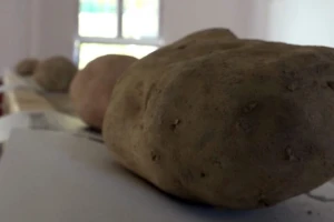 "Dani ivanjičkog krompira": Najteža krtola od 1, 6 kilograma