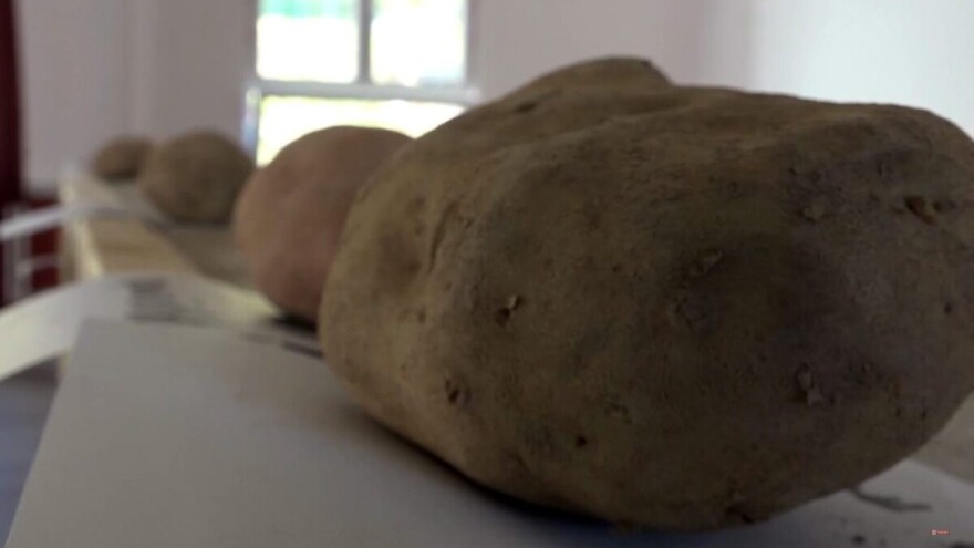 "Dani ivanjičkog krompira": Najteža krtola od 1, 6 kilograma