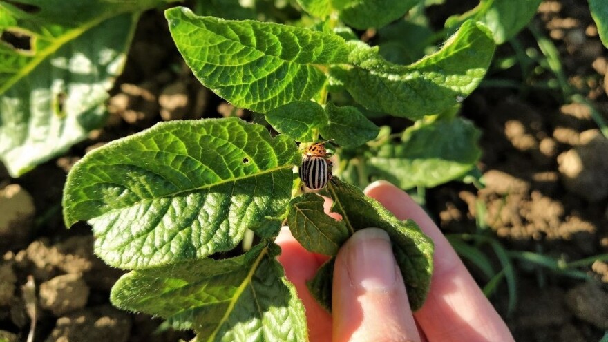Posle sutrašnje kiše, porast temperature - opasnost od krompirove zlatice