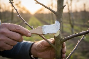 Kroz ranu na mjestu orezivanja rado ulaze i gljivice