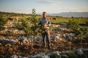 Krš pretvorio u imanje s 250 stabala trešanja