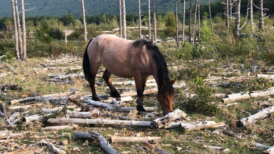 Udruga Život: Omogućiti pašarenje na svim krškim površinama u skladu s EU direktivom