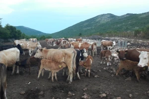 Brišu ih iz ARKOD-a iako je broj grla na krškim pašnjacima porastao za 300 posto?
