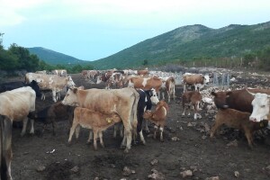 Brišu ih iz ARKOD-a iako je broj grla na krškim pašnjacima porastao za 300 posto?