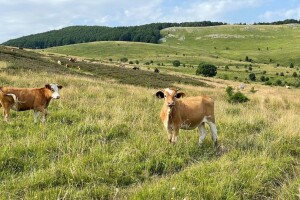 HKP: I naše krave jedu svaki dan, piju svaki dan, trebaju cjelodnevnu brigu i veterinara svaki dan