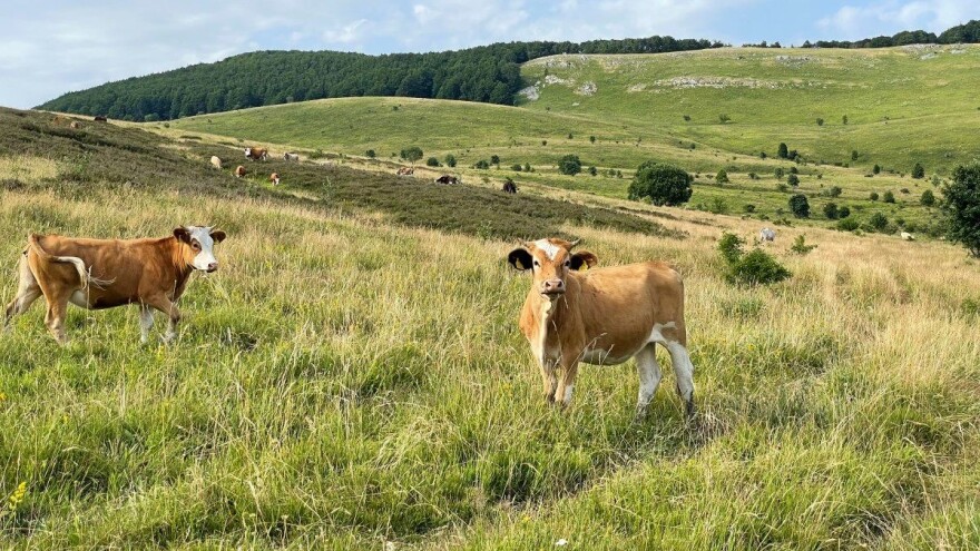 HKP: I naše krave jedu svaki dan, piju svaki dan, trebaju cjelodnevnu brigu i veterinara svaki dan