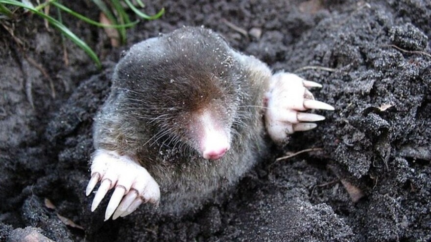 Životinje kao pomagači u bašti