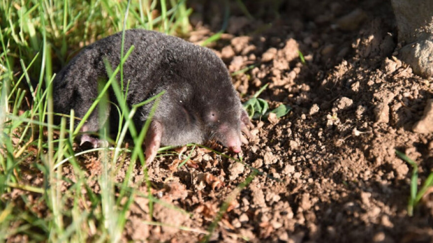 Cimet, zova i riba protiv krtica