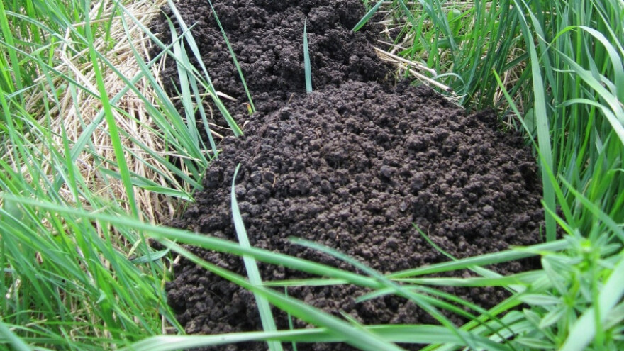 Zemlja sa krtičnjaka odlična za sijanje i sadnju