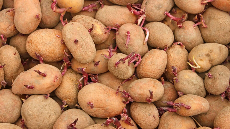 Semenski krompir: Sečenje 10 dana pre sadnje sprečava prodor patogena