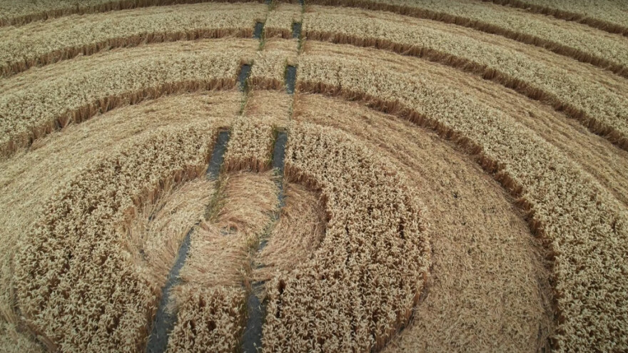 Opet su se pojavili krugovi u žitu