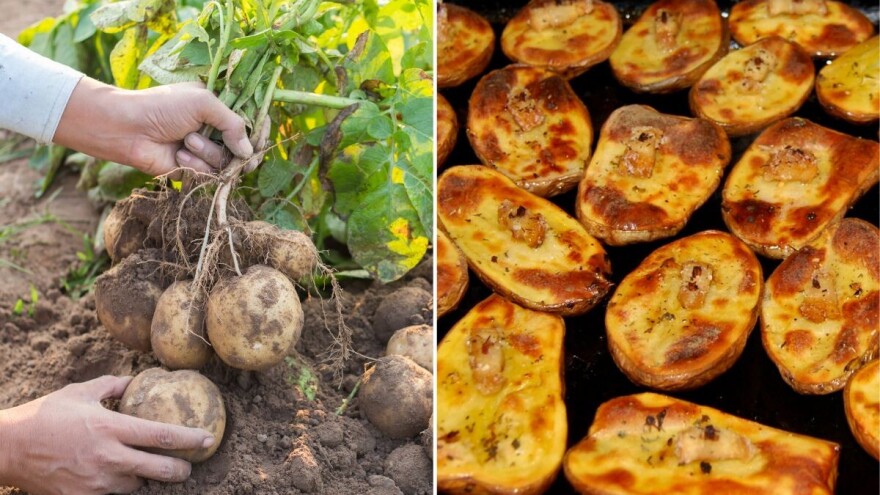 Kako ćete proslaviti Međunarodni dan krompira?