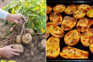 Kako ćete proslaviti Međunarodni dan krompira?