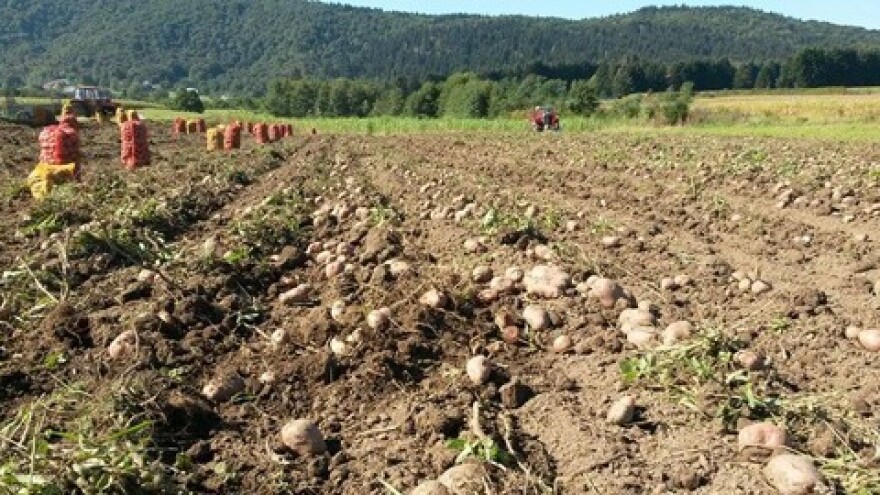 Krumpir obolio od krastavosti!