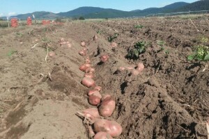 Lički krumpir daju i po cijeni od tri kune za kilogram, no ogromne količine će se baciti?
