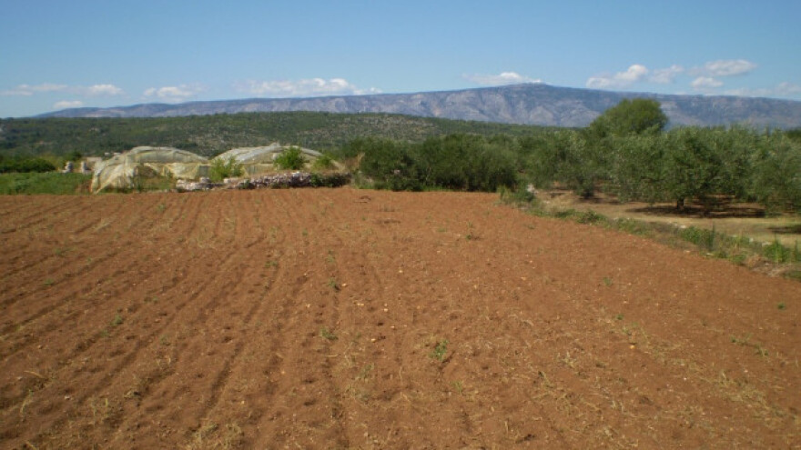 Ovo nije dobra godina za hvarske krumpire