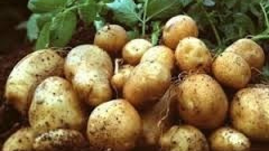 Zaštita krumpira od plamenjače i crne pjegavosti