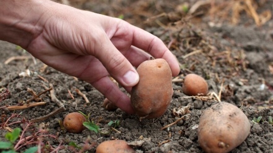 Kolovoz na dalmatinskim poljima